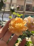 玫瑰花  