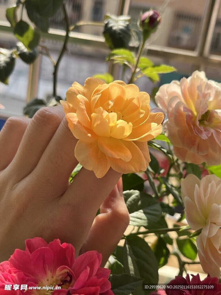 玫瑰花 