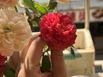 玫瑰花  
