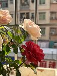 玫瑰花  