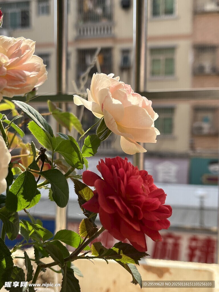 玫瑰花  