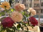 玫瑰花  
