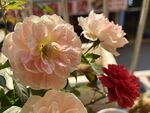玫瑰花 