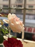 玫瑰花  
