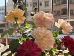 玫瑰花  