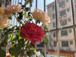 玫瑰花 