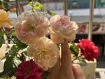 玫瑰花 