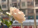 玫瑰花 