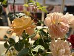玫瑰花  