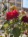 玫瑰花  