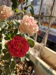 玫瑰花 