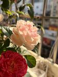 玫瑰花 