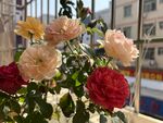 玫瑰花  