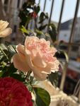 玫瑰花  