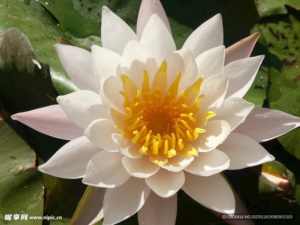 荷花