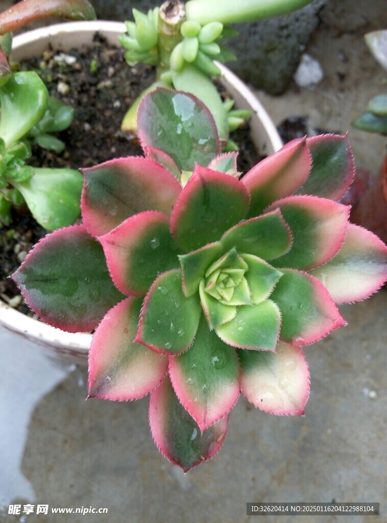 多肉