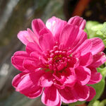 雏菊