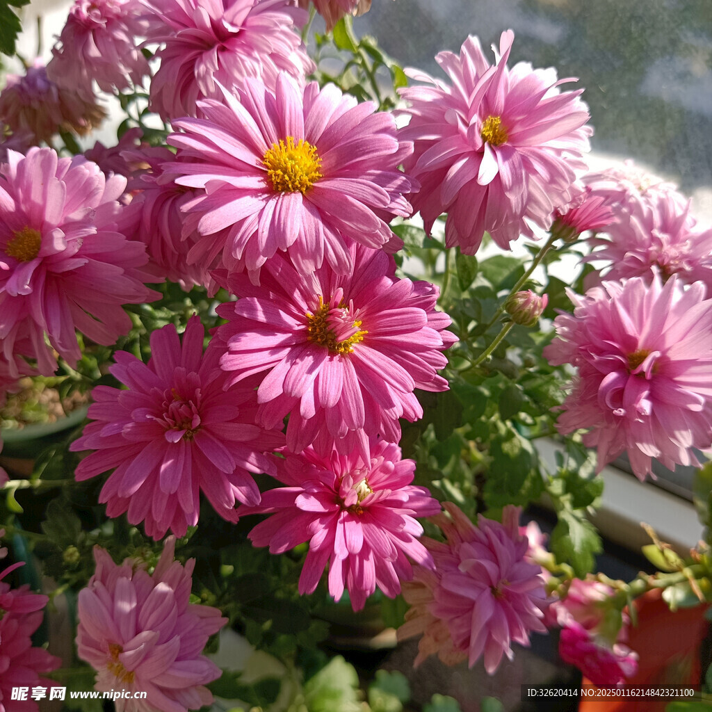 小雏菊 