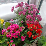 小雏菊 