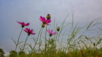 小花