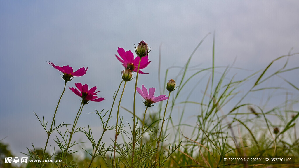 小花