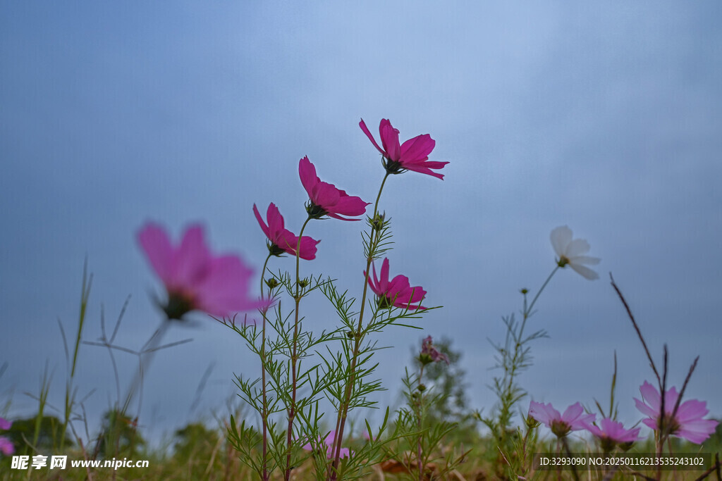 小草花