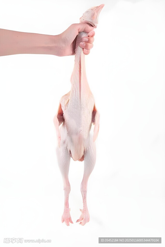 鸽子