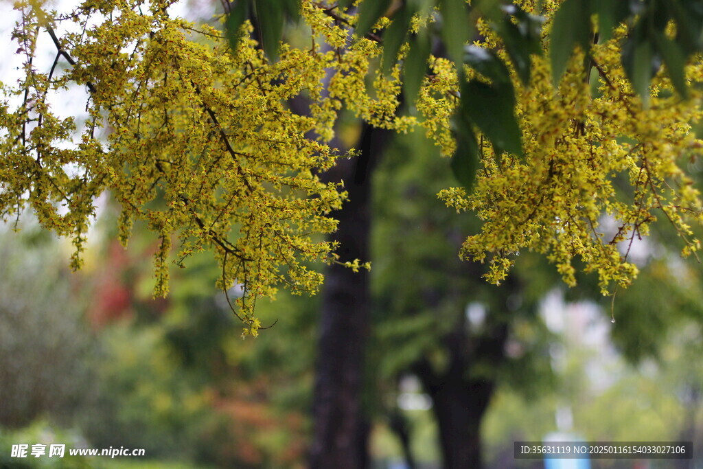 秋日栾树金黄雨