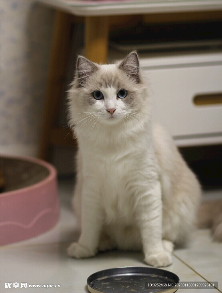 宠物猫 