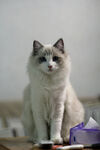  仙女猫 