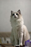 仙女猫