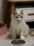  布偶猫