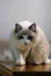 小猫 