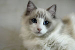  布偶猫