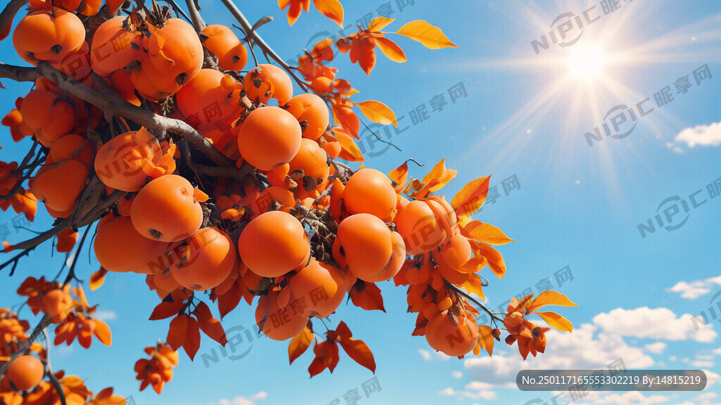 柿子丰收了 蓝天