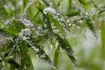 雪竹