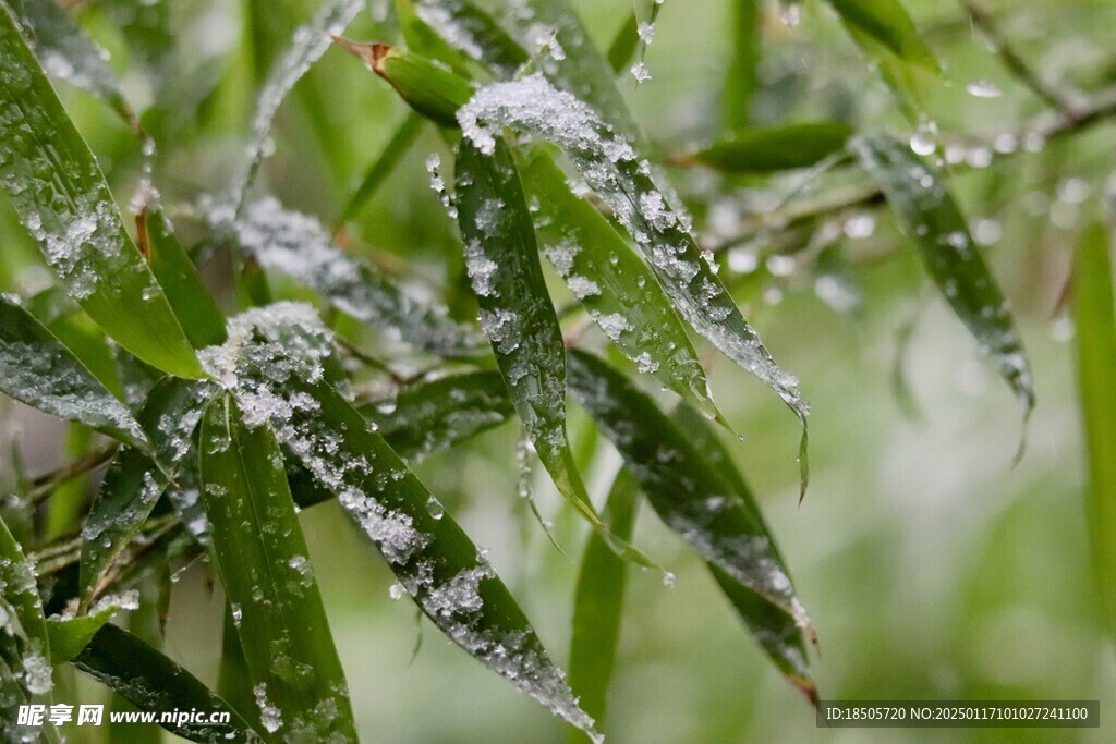雪竹