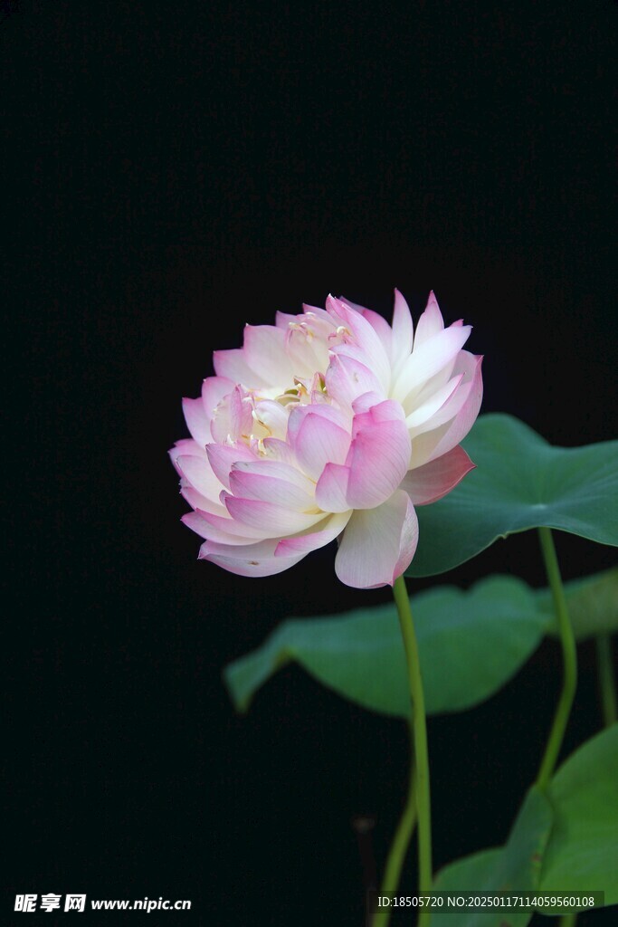 莲华