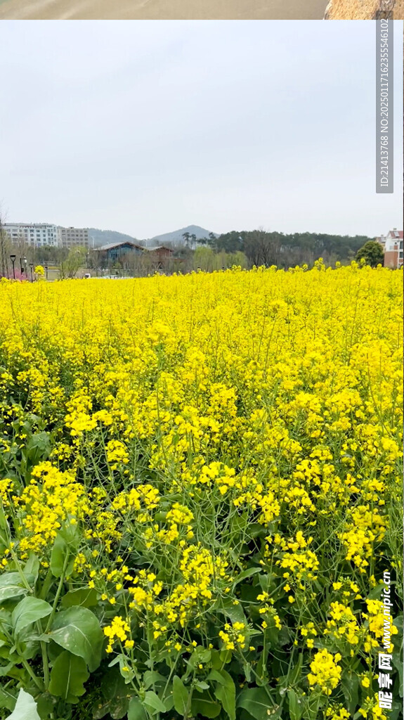 油菜花