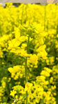 油菜花
