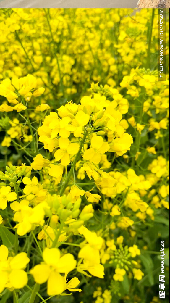 油菜花