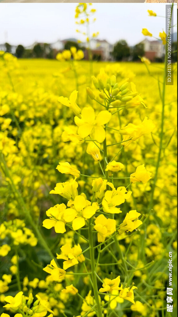 油菜花