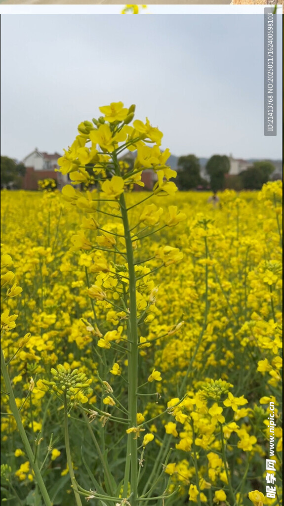 油菜花