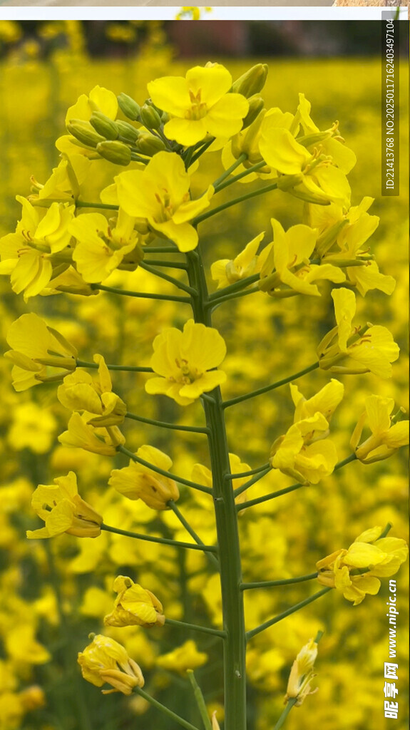 油菜花