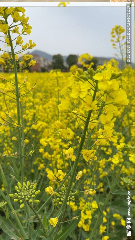 油菜花