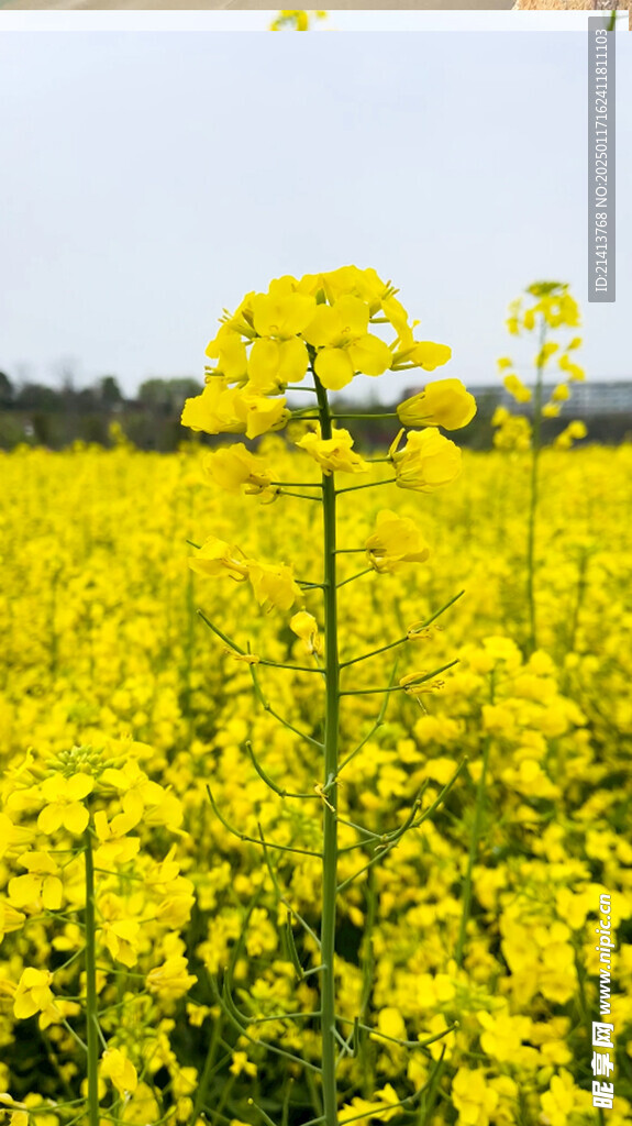 油菜花