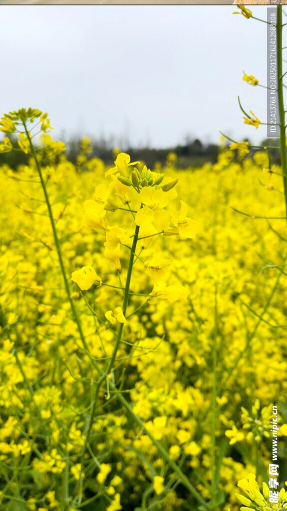 油菜花