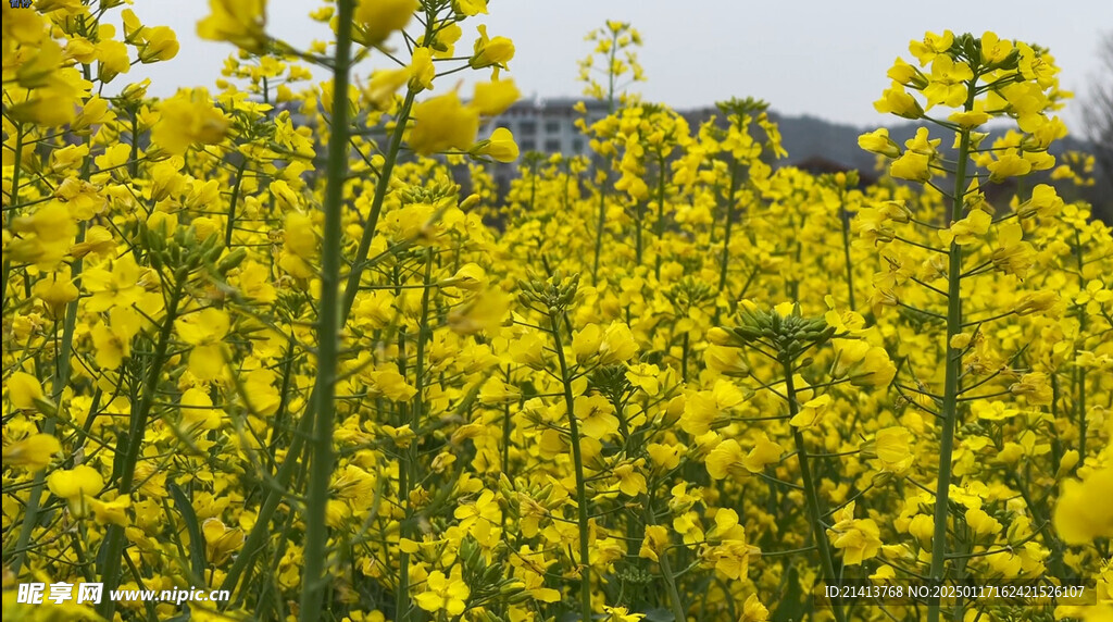 油菜花