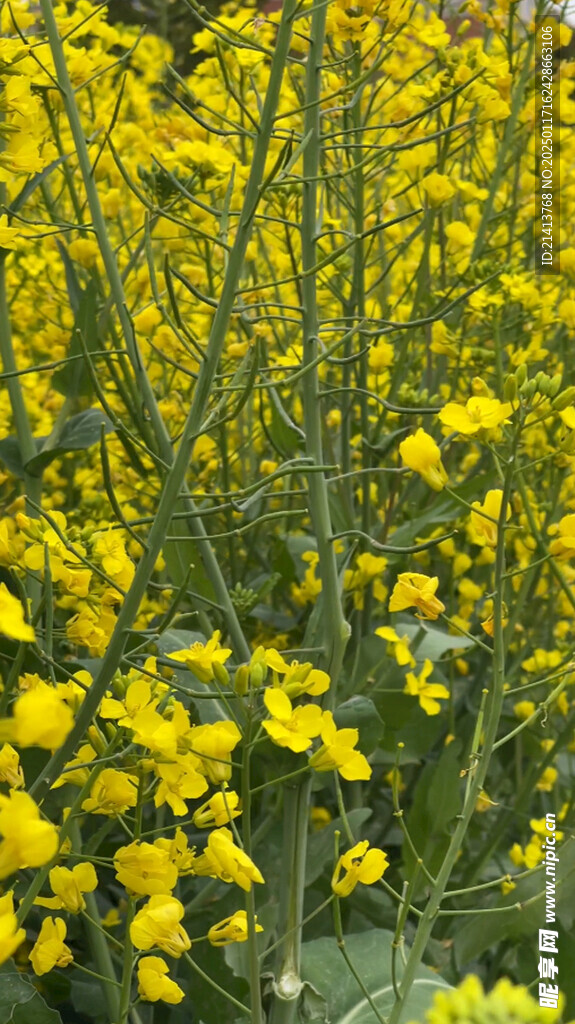 油菜花