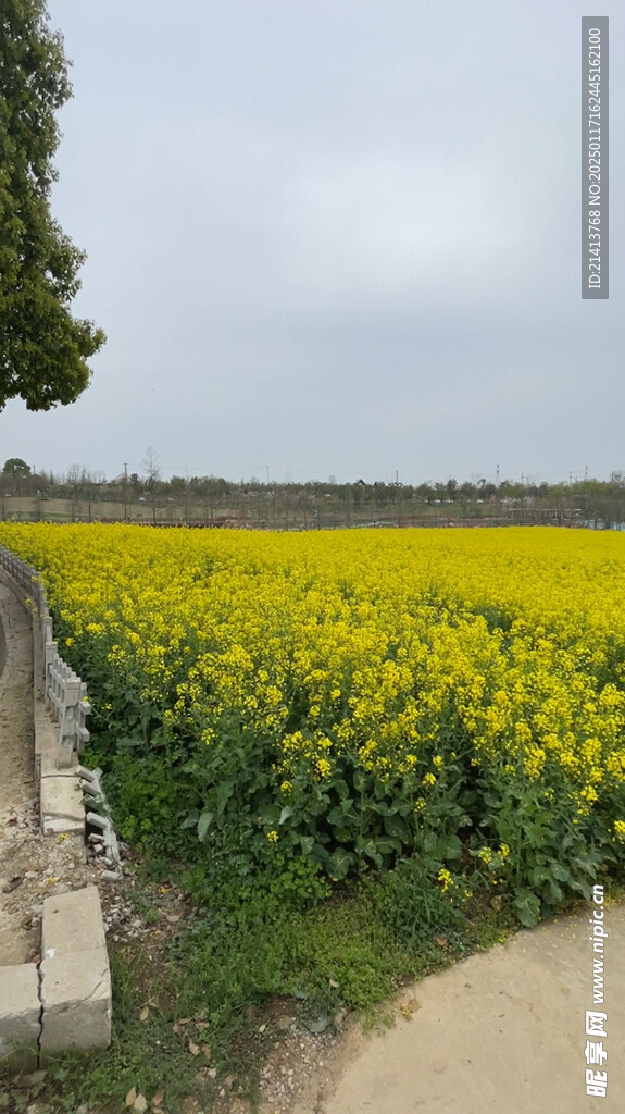 油菜花田 